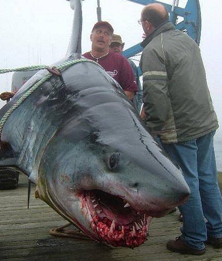 Imagin how big the whole shark would have been.