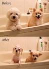 funny dogs, animals