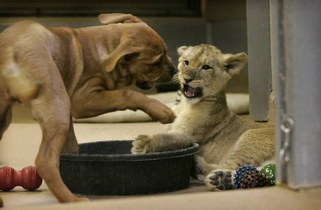 Cute Puppy Vs Lion Cub