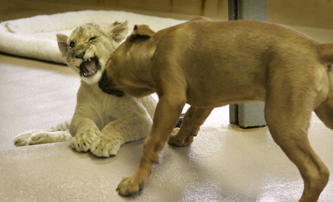 Cute Puppy Vs Lion Cub