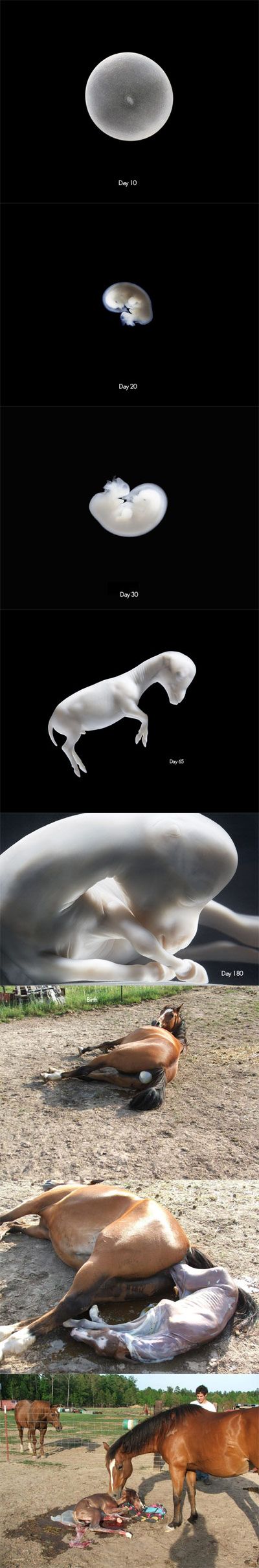 Sequence Images Of A Baby Horse Growing And Being Born