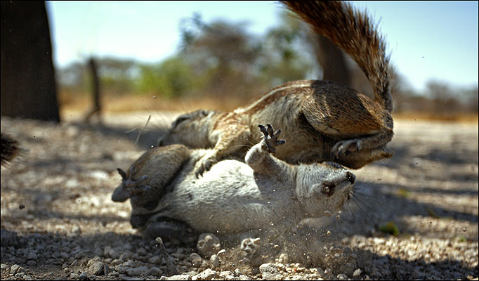 Kung-fu squirrels