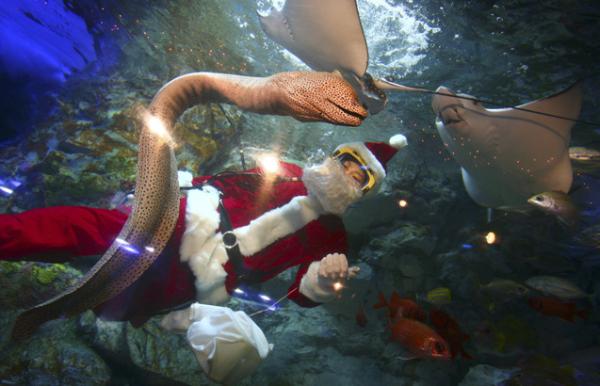  A diver in Santa's costume feeds moray and spotted eagle ray as part of a Christmas event at Sunshine International aquarium in Tokyo, Japan, Friday, Nov. 21, 2008.(AP Photo/Junji Kurokawa) 