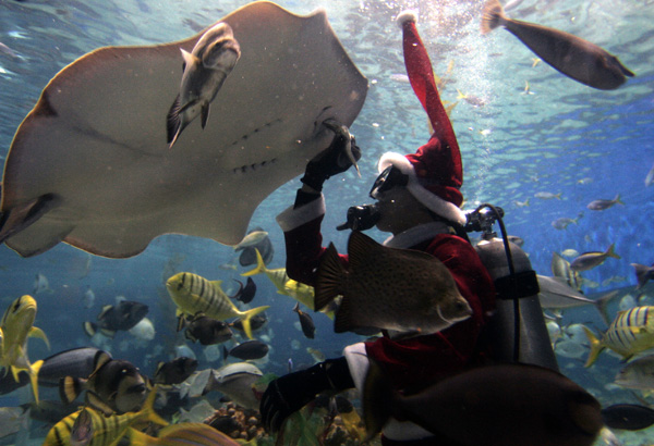  A diver, dressed as Santa Claus,feeds a stingray and other fishes at the Manila Ocean Park, the Philippines largest oceanarium Wednesday Dec. 3, 2008 in Manila. The diver donned the Santa costume to attract tourists for Christmas holidays. (AP Photo/Bullit Marquez) 