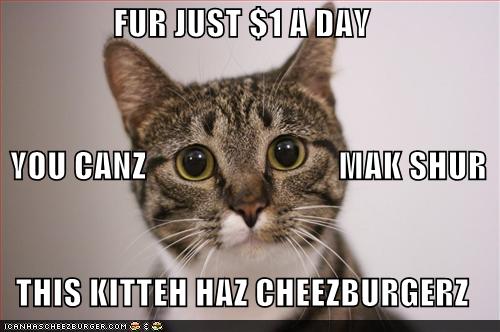 have you ever wondered meme - Fur Just $1 A Day You Canzo Wak Shur This Kitteh Haz Cheezburgerz Tcanhascheezburger.Com