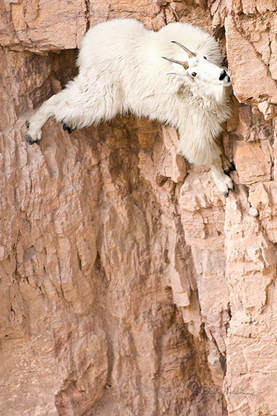 Mountain goat extreme