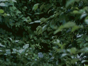 Things that Bounce Gifs