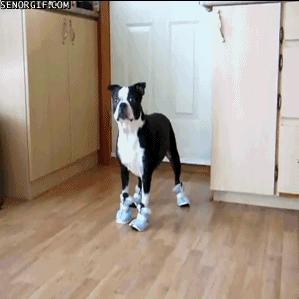 Animals are awesome gifs