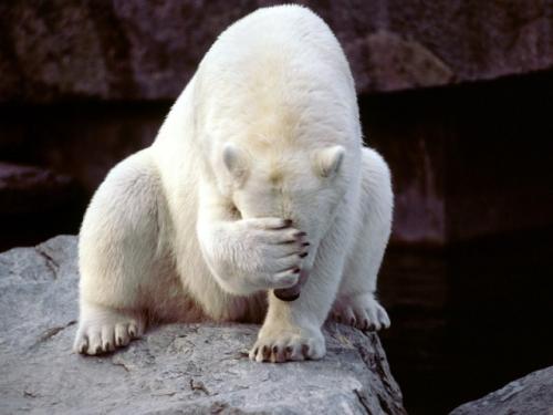 You make Polar bear sad.
