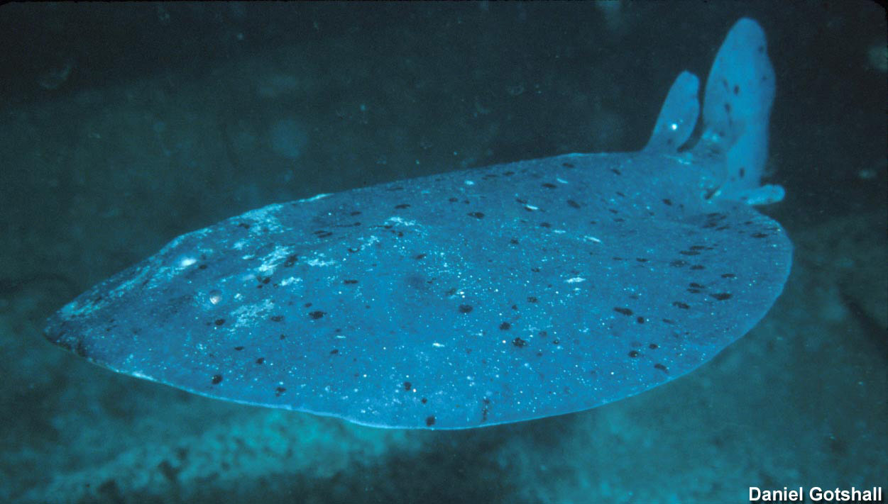 Torpedo ray