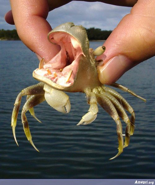 hippo crab - Anvari.org