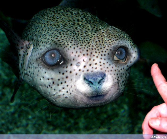 pet pufferfish - Anvari.org