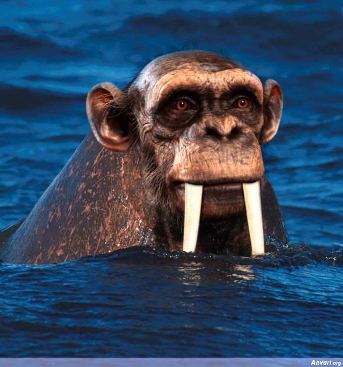 walrus ape - Anvari.org