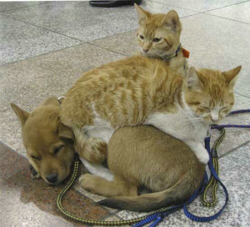 Cats and Dogs Living Together