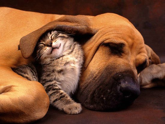 Cats and Dogs Living Together