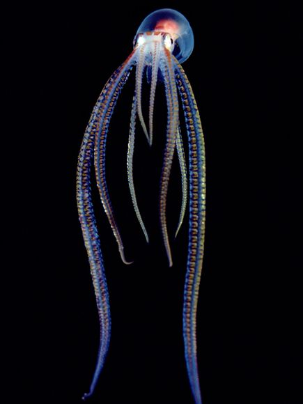 Pelagic Octopus 