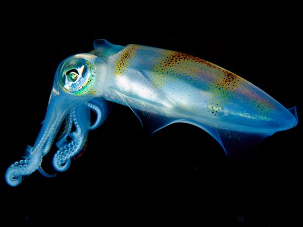 Squid, Papua New Guinea 