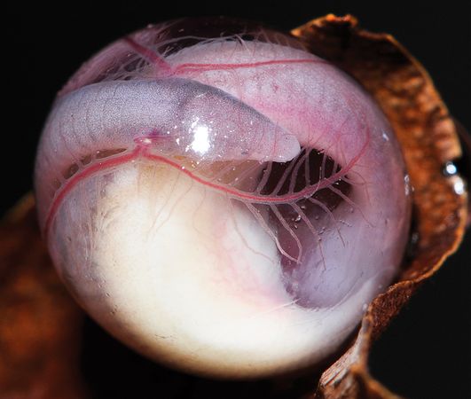 The embryo of a newly discovered caecilian species