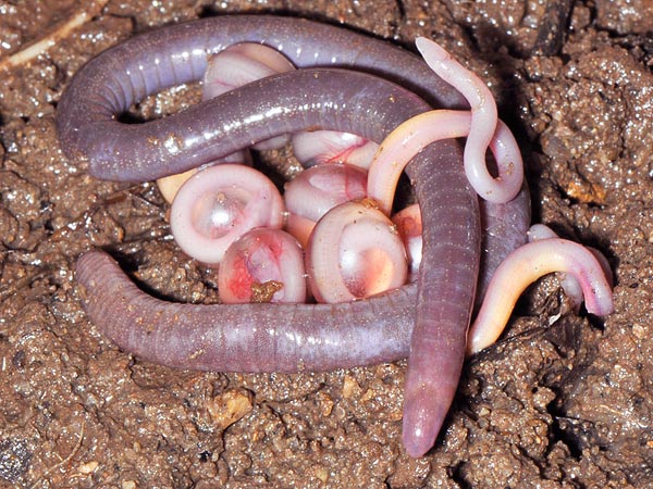 Indian caecilians, such as these emerging hatchlings, face an uncertain future