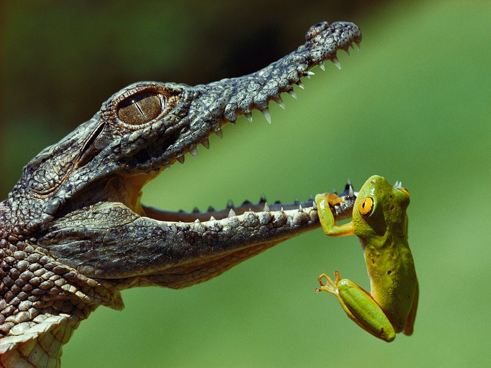 Frog and Crocodile, South Africa 