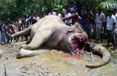 Dead Elephant