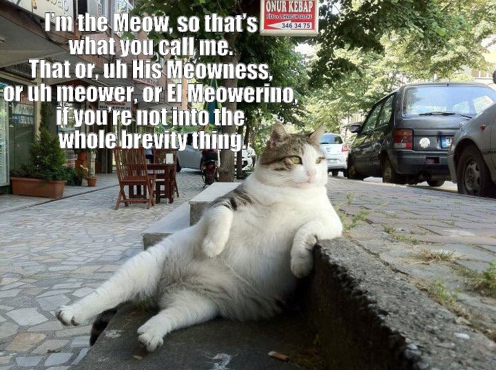 meow meow lebowski