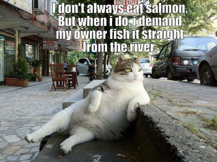 fishing salmon