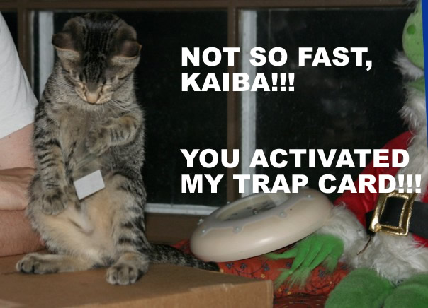 ROFL Cats Gallery 1