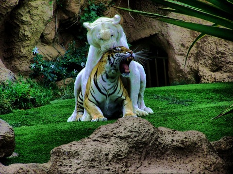 Amazing tigers.