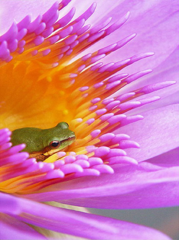 frog in flower