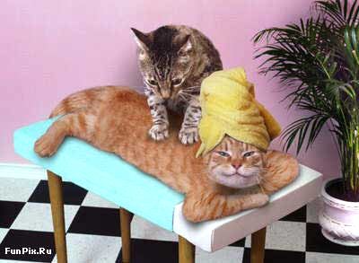 Cat in Massage