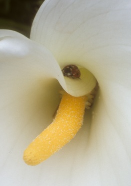Erotic Flower