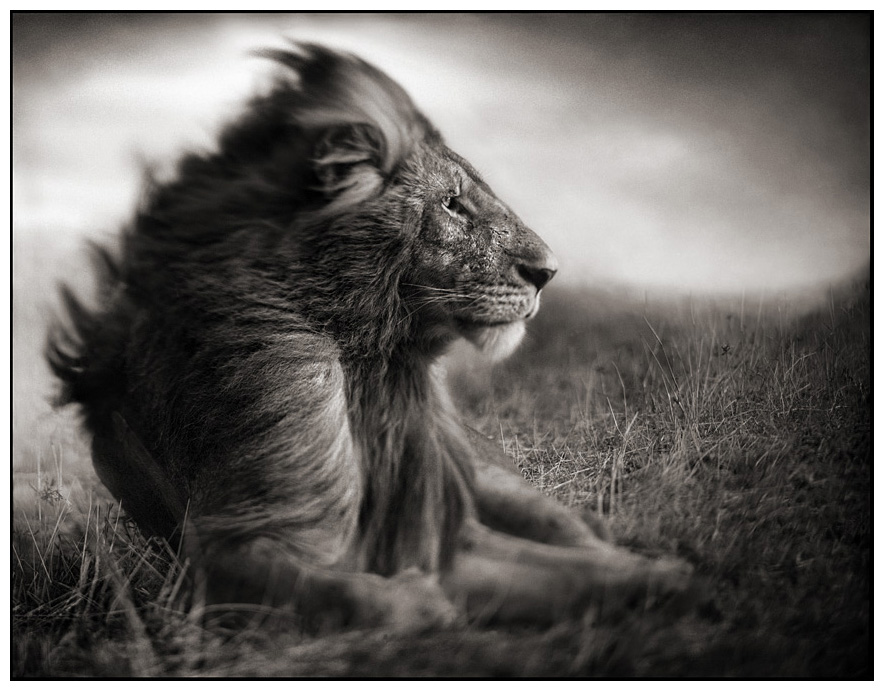 Lion before storm