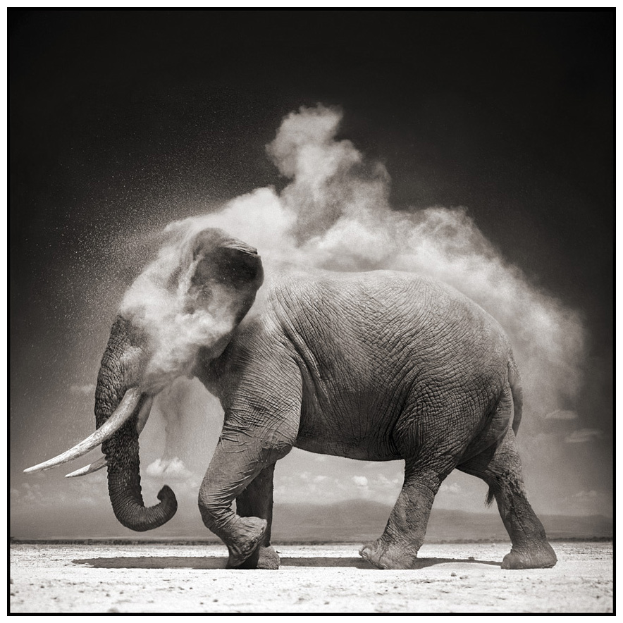 Elephant with exploding dust