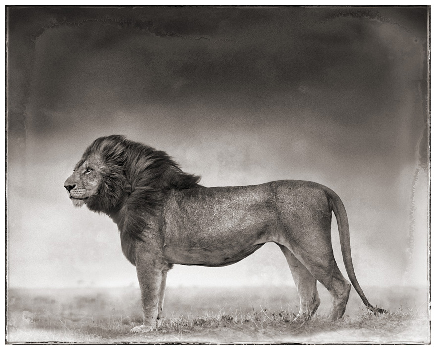 Lion standing in wind