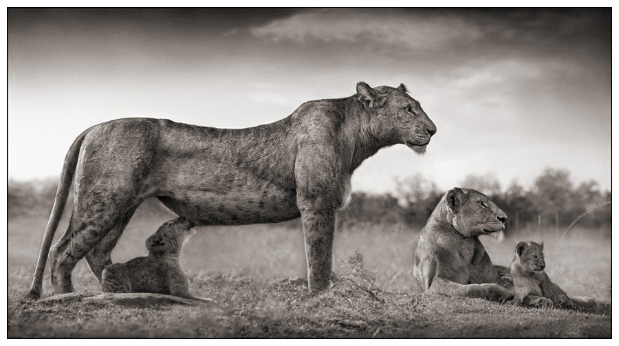 Lioness with cub feeding