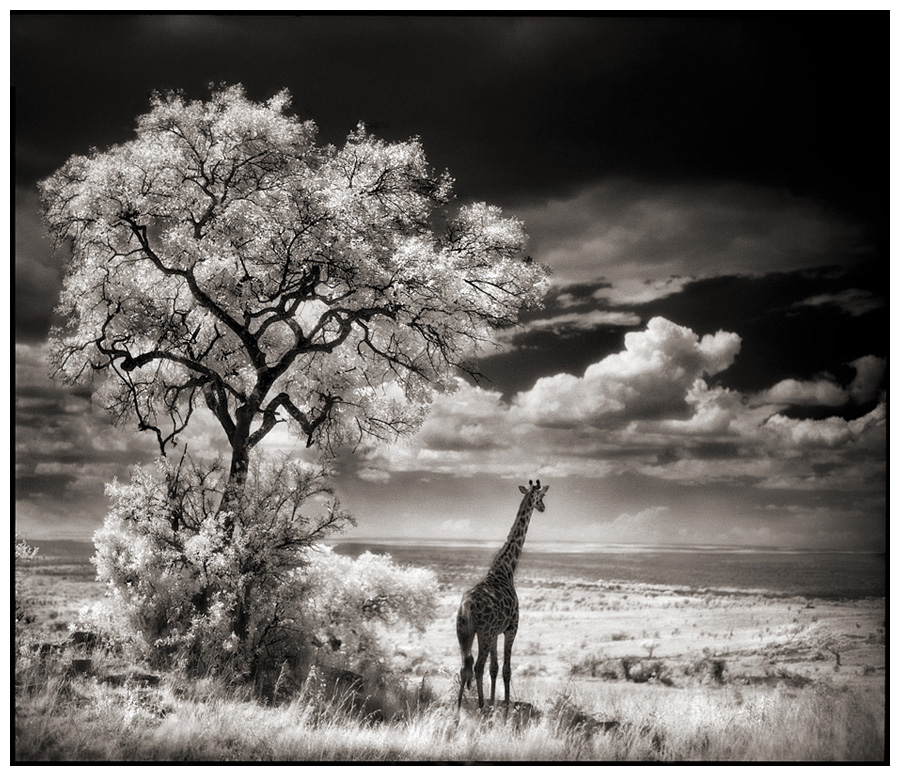 Giraffe looking over plains