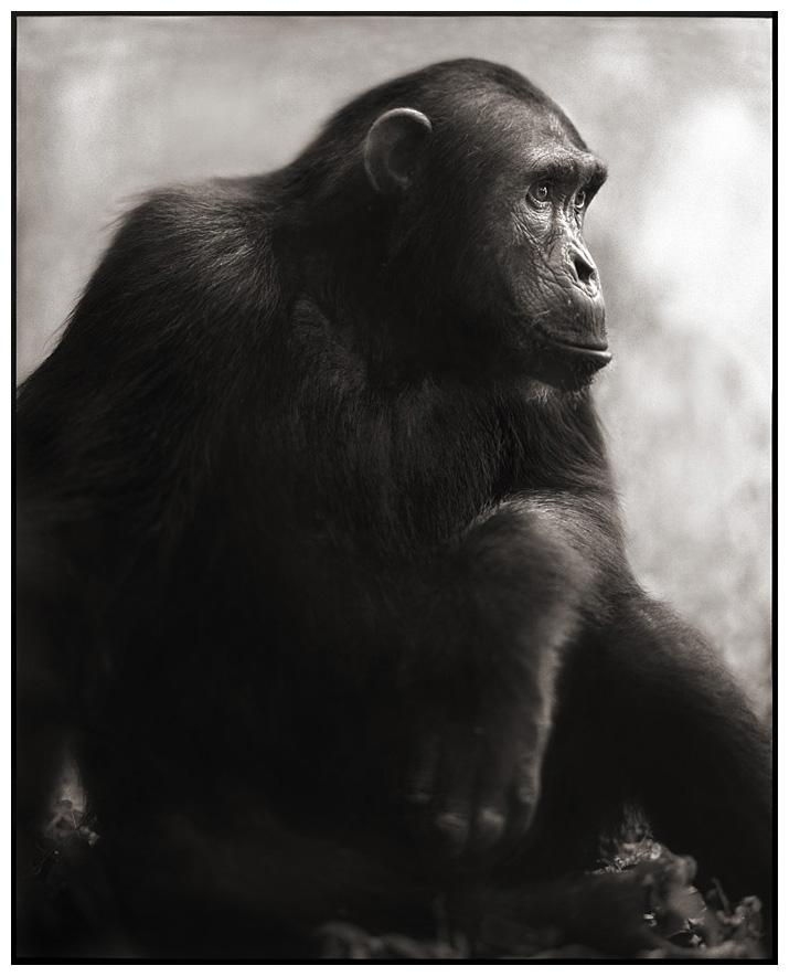 Chimpanzee posing