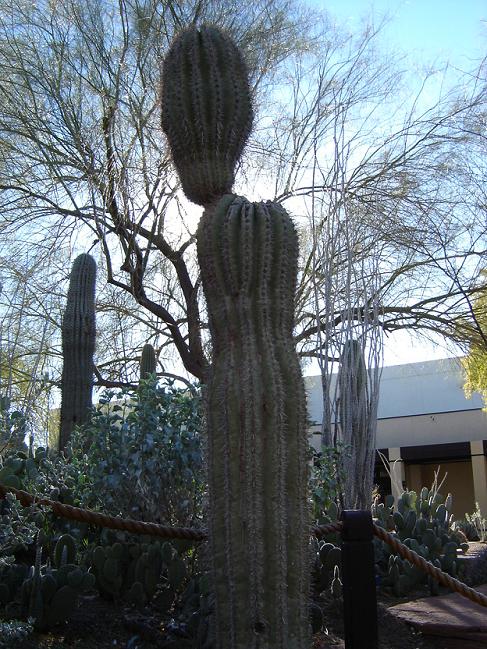 Had to snap this alien photo of a cactus found in Ethel M's cactus garden in Vegas.  For those of you who know Invader Zim, you'll get a kick out of this one!