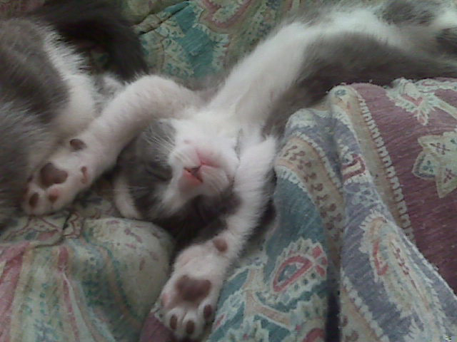 Supercute!  Here is our kitten, Persephone Perci asleep on her back!