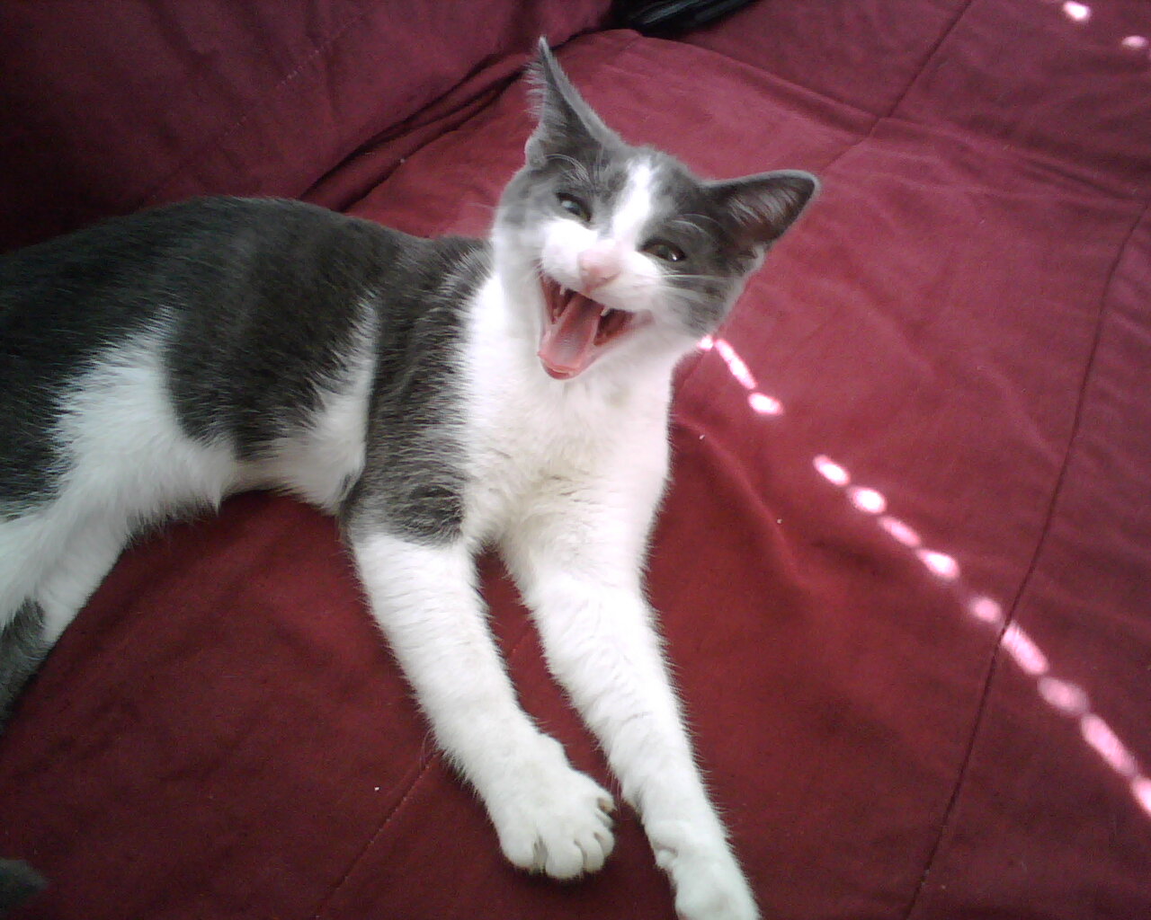 Kitten yawning? Kitten yelling?  Kitten surprised?  This is actually our little Captain Peanut yawning with his eyes open - he looks so surprised!