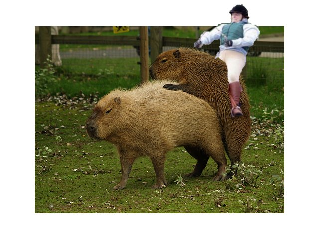 The Cross-Country Wombat races take a turn for the worse......or better........whatever's funnier.