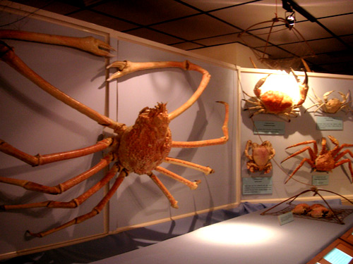 Giant Japanese Spider Crab Gallery