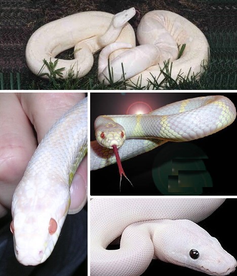 Albino animals
