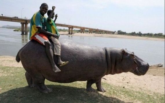 random pic hippo ride