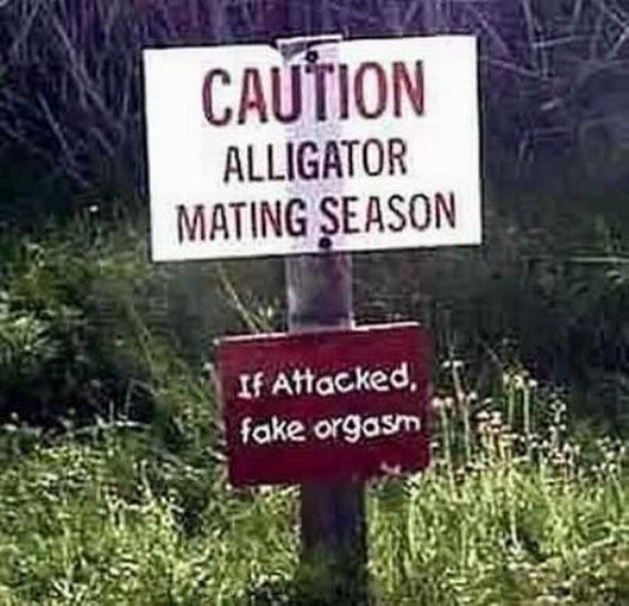 random pic alligator mating season meme - Caution Alligator Mating Season If Attacked, fake orgasm