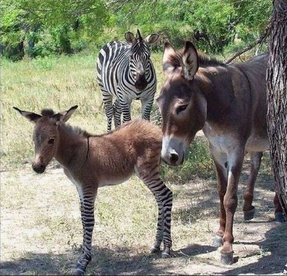 zebra x donkey - 22