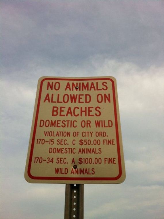 street sign - No Animals Allowed On Beaches Domestic Or Wild Violation Of City Ord. 17015 Sec. C $50.00 Fine Domestic Animals 17034 Sec. A $100.00 Fine Wild Animals