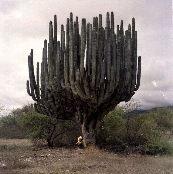 giant cactus