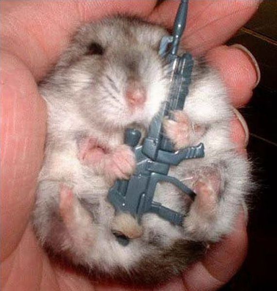 hamster with a gun